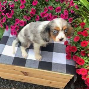 Remie, Cavalier King Charles Spaniel Puppy